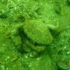 un-crab-furios-la-eforie-nord-la-circa-23-metri-adancime